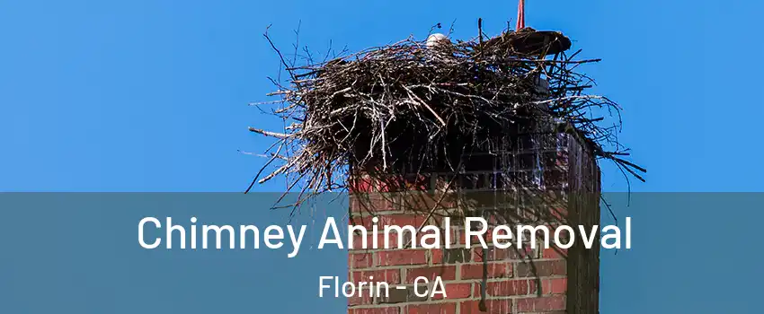 Chimney Animal Removal Florin - CA