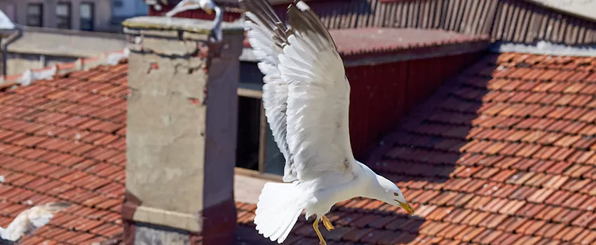 Residential Chimney Animal Removal Solution in Florin, CA